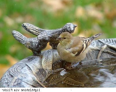 Hvordan man vælger mellem forskellige typer af fugl bade. Bird bade er dejligt at have i haven og baggård.