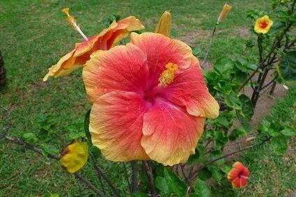 Hvordan man laver en tissue papir blomst