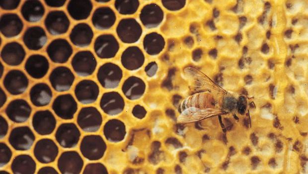 Sådan geare op til biavl. Det første stykke af biavl gear til at erhverve er bikuben.