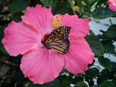 Hvordan man kan tiltrække sommerfugle til en sommerfugl hus. Dekorere huset med lyse farver.