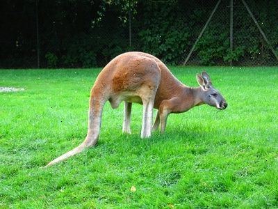 Hvordan til at tage billeder af en kænguru